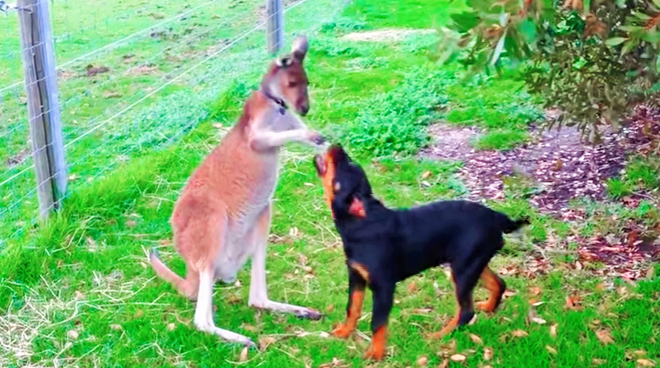 Köpek, kanguruya böyle kafa tuttu
