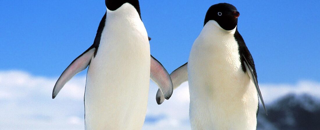 Avustralya’da yapılan anlaşmayla, Penguenlera dev koruma sağlandı