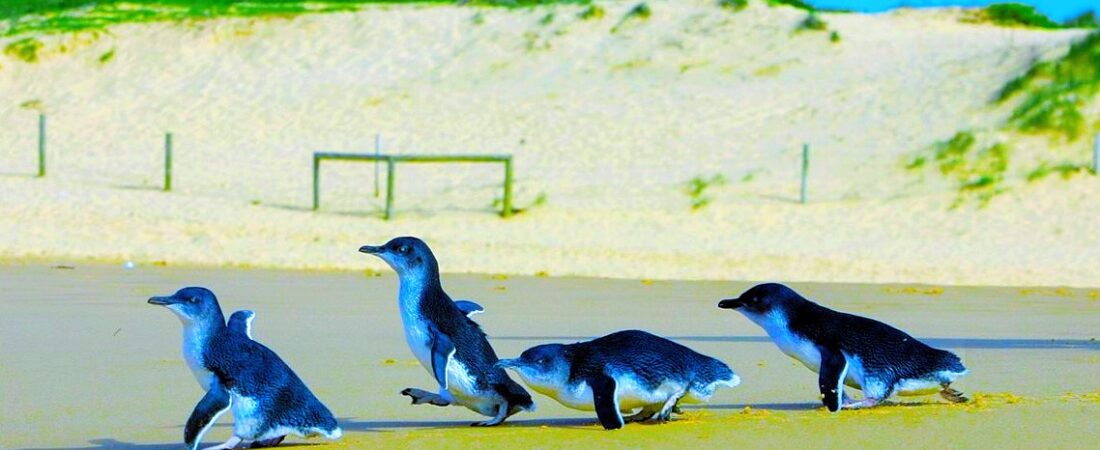 Yeni Zelanda da penguenlere özel alt geçit
