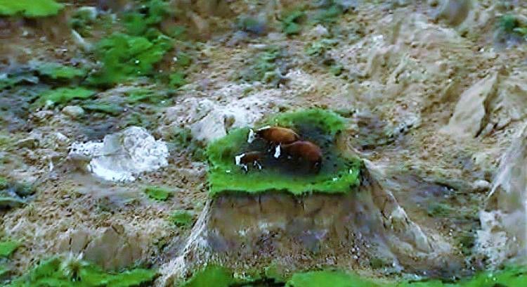 Yeni Zelanda’da meydana gelen depremin ardından inanılmaz görüntüler