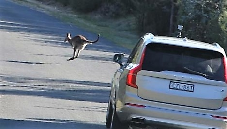 Volvo’nun kangurularla imtihanı