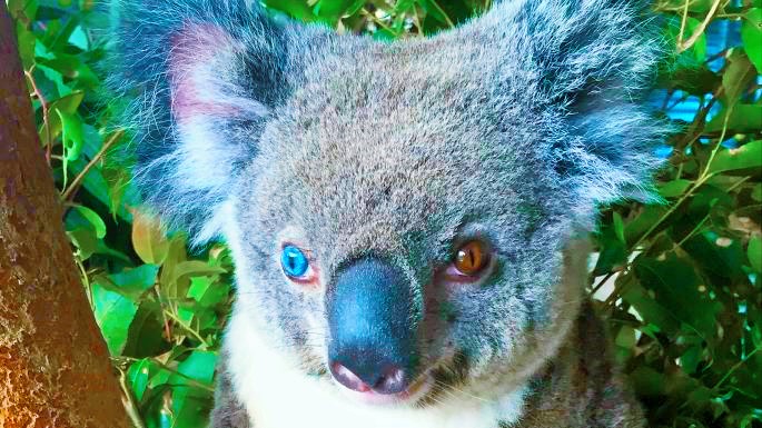 GÖZLERİ VAN KEDİSİ GİBİ FARKLI KOALA  BULUNDU