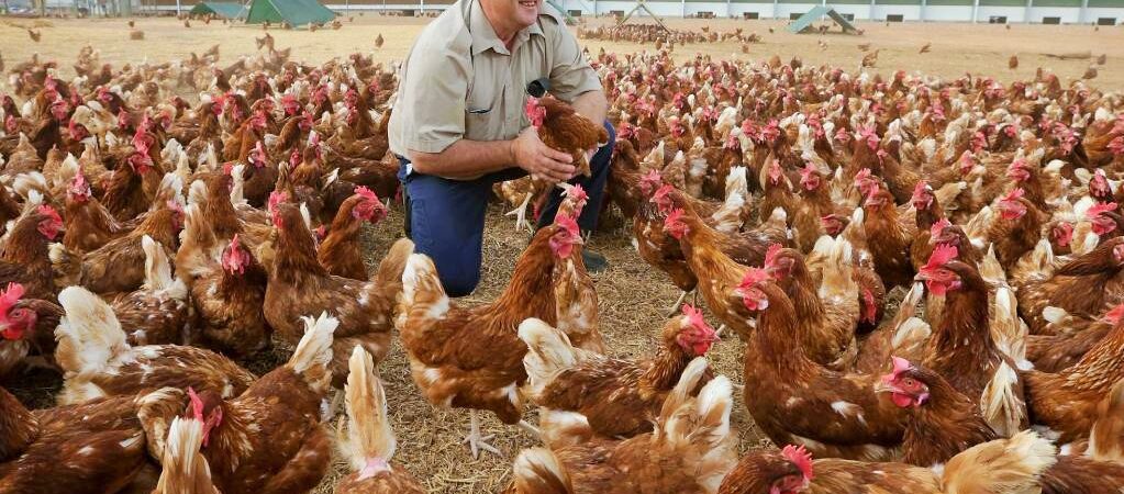 Gezen tavuk yumurtası aldatmacasına 1 milyon 50 bin dolar ceza