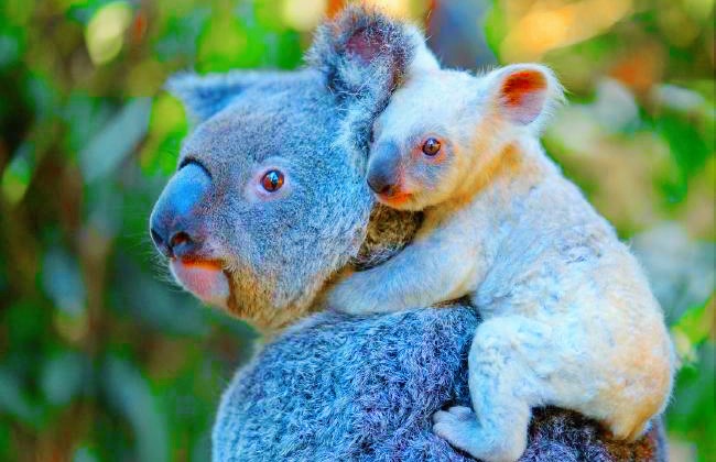 Beyaz Koala Heyecanı: Queensland beyaz rengiyle dikkat çeken koala