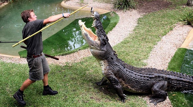 Queensland’den İstanbul’a götürülen timsah, 50 kg gıdayla besleniyor