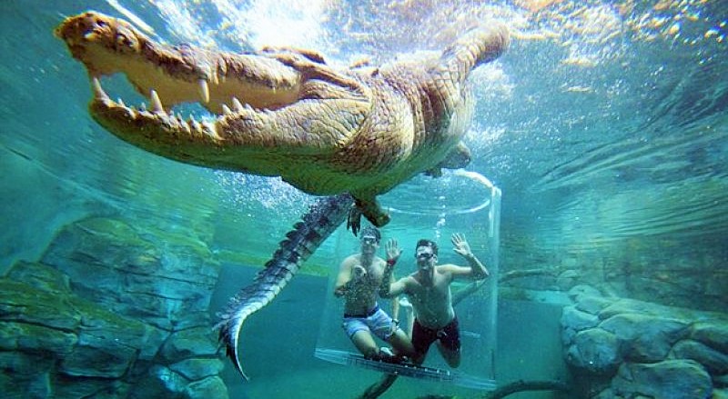 Quensland’de timsahla burun buruna yüzüme, macerasever turistlerin ilgisini çekiyor.