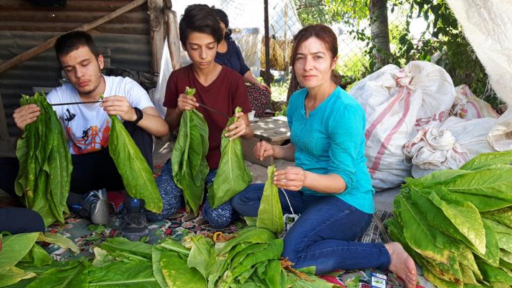 İhraç edilen 21 yıllık hemşire tütün tarlasında çalışıyor