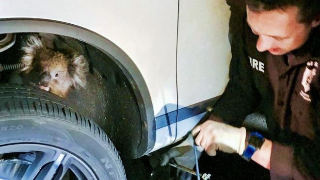 Otomobilin aksına sıkışan bir koalanın kurtarıldığı an