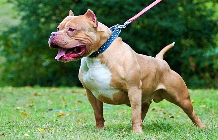 Canberra’da sahibini öldüren pitbull, polis tarafından vurularak etkisiz hale getirildi
