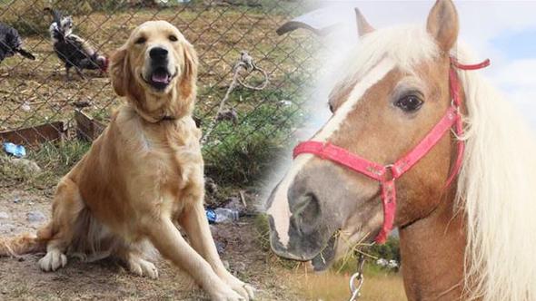 GASP ETTİKLERİ HASTANE BİNASI YETMEDİ; EL KONULAN ATI VE KÖPEĞİ DE SATTILAR