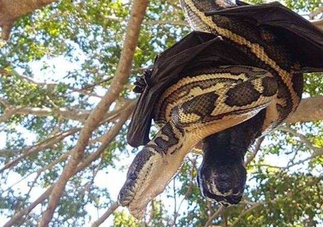 Brisbane’de yılanla yarasanın tüyler ürperten mücadelesi