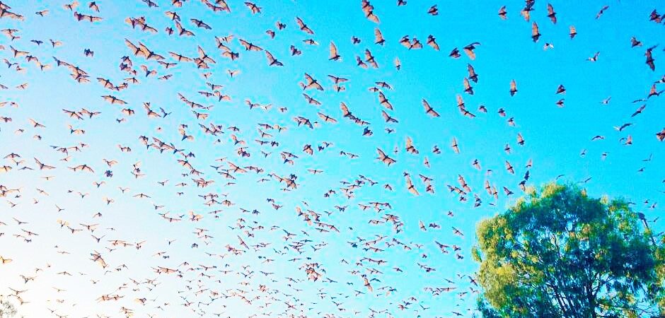 Queensland’da bir kasabayı 200 bin yarasa istila etti
