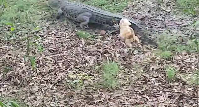 Teriyer cinsi minik köpekin, dev timsahla kavgası