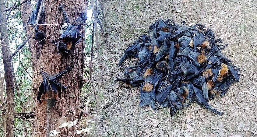 Sydney’deki rekor sıcaklar, yüzlerce yarasayı kavurarak, telef etti