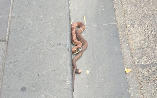Melbourne’de kaplan yılan şehir trafiğini aksattı