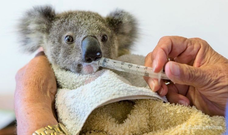 Avustralya’da 45 milyon dolarlık fonla koala hastanesi