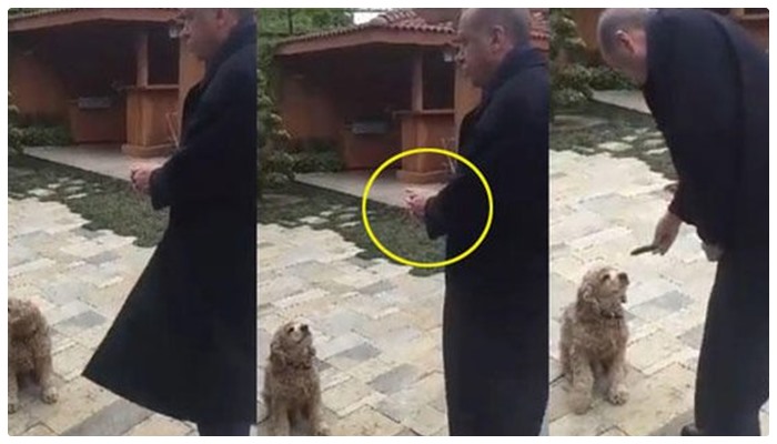 HAVUZ, ERDOĞAN’IN KÖPEĞE SALATALIK VERMESİNİ HABER YAPTI, SOSYAL MEDYA YIKILDI: ‘ONU DA KOYUN SANMIŞTIR!’