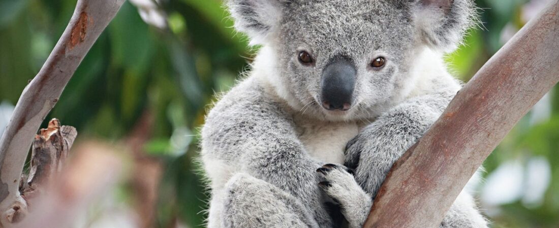 Koala nüfusunda endişe verici düşüş