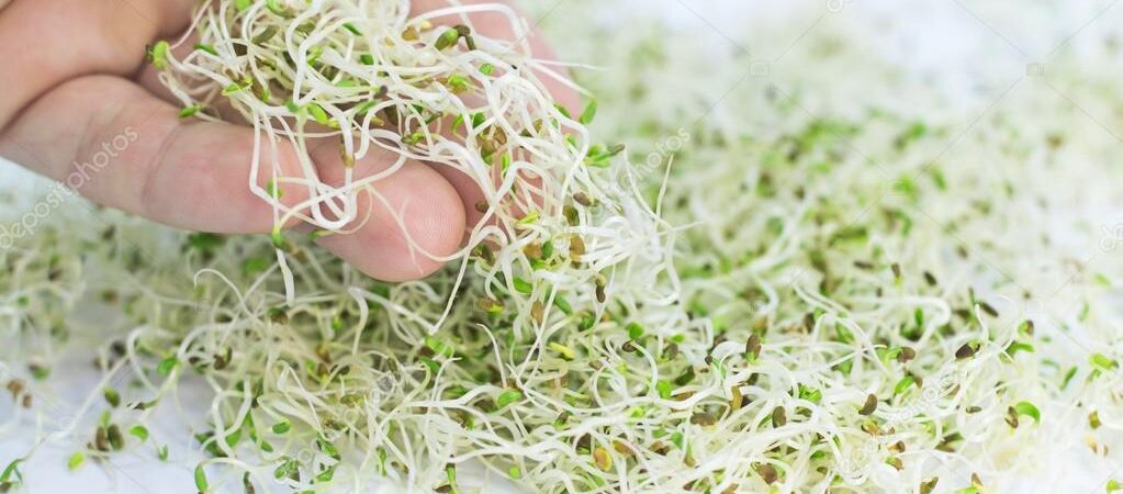 Güney Avustralya’da salmonella vakalarında artış