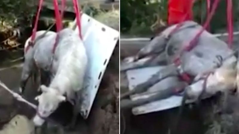 Sydney’de bataklığa saplanan atın kurtarma operasyonu 7 saat sürdü