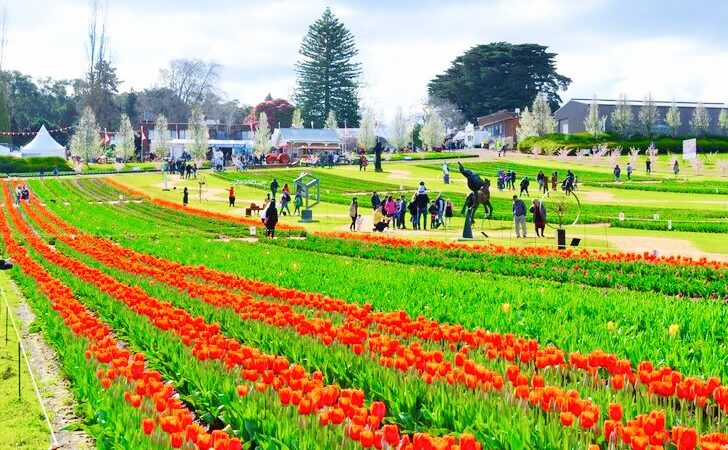 Melbourne‘de 14’üncü Lale Festivali düzenlendi