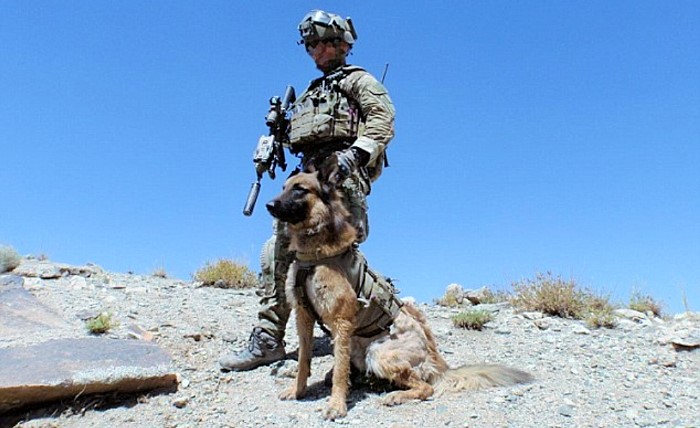 Afganistan’da Avustralya askerlerine bomba aramada yardımcı olan köpeğe madalya