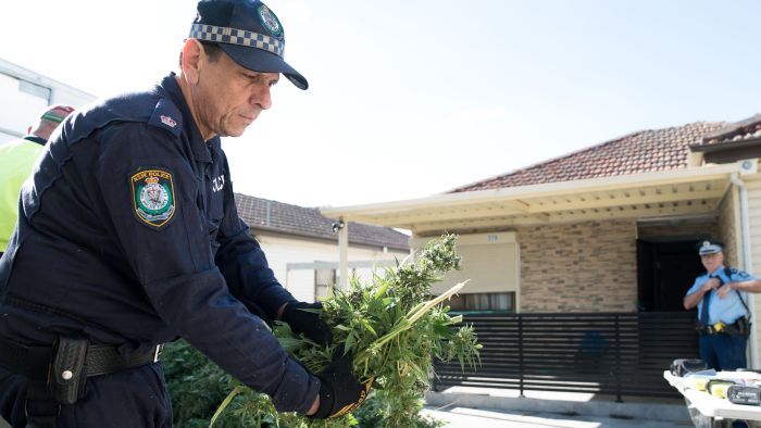 Sydney’de, ormanlık alana gizlenmiş uyuşturucu imalathanesine operasyon