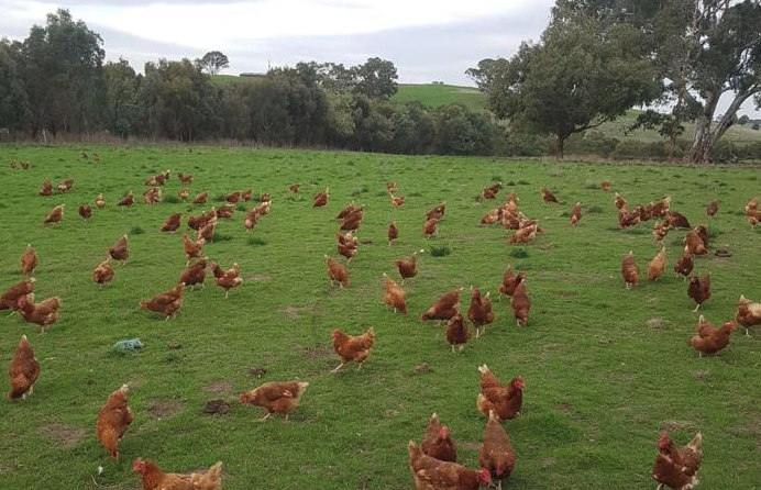 Adelaide’s extreme heat kills thousands of chickens and bats