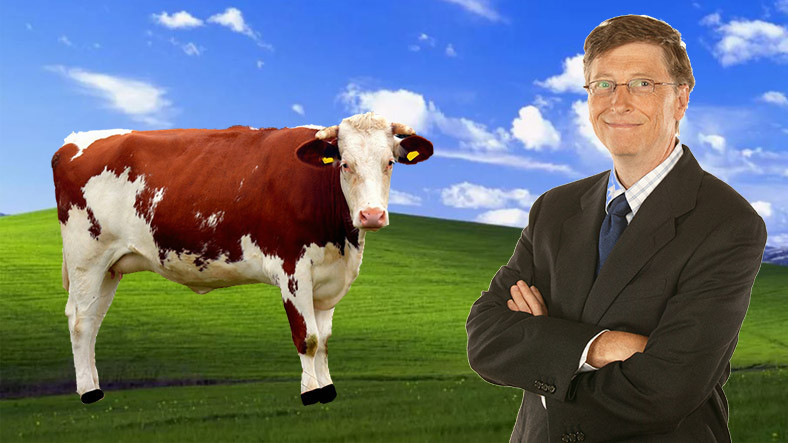 Bill Gates: İneklerin çıkardığı gazlar, dünyanın en büyük sorunu
