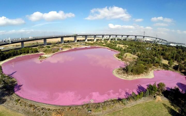 Melbourne’da pembe renge bürünen göle ziyaretçi akını