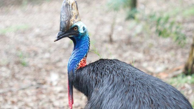 Avustralya’nın kuş türü Cassowary, saldırdığı sahibini öldürdü