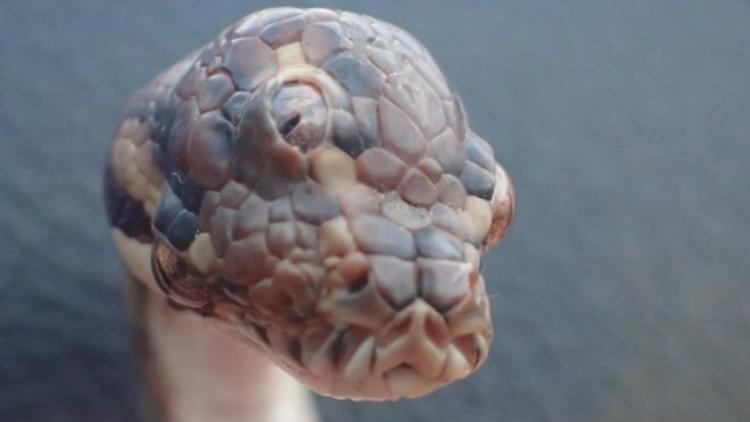 Darwin’de üç gözlü yılan bulundu