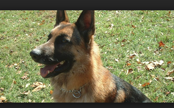 ABD’de ölen sahibini kendi köpekleri yedi