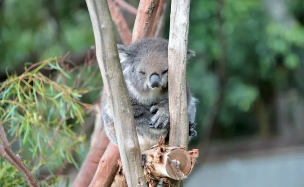 Avustralyalı araştırmacılar açıkladı: Hastalık taşımayan koala türlerine rastlandı