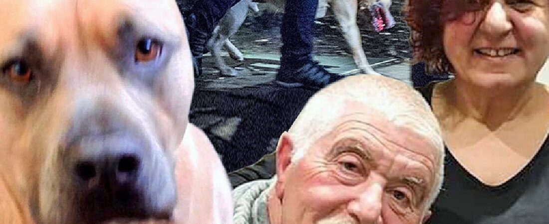 Melbourne’de köpek vahşeti: Sahibinin biri öldü, biri ağır yaralı