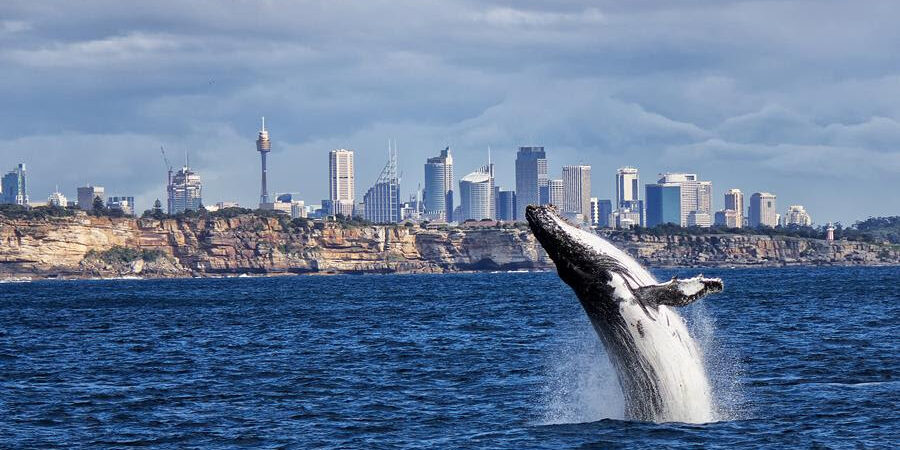 Sydney’in Manly plajında, köpek balığının saldırısına uğrayan profesyonel erkek yüzücü yaralandı