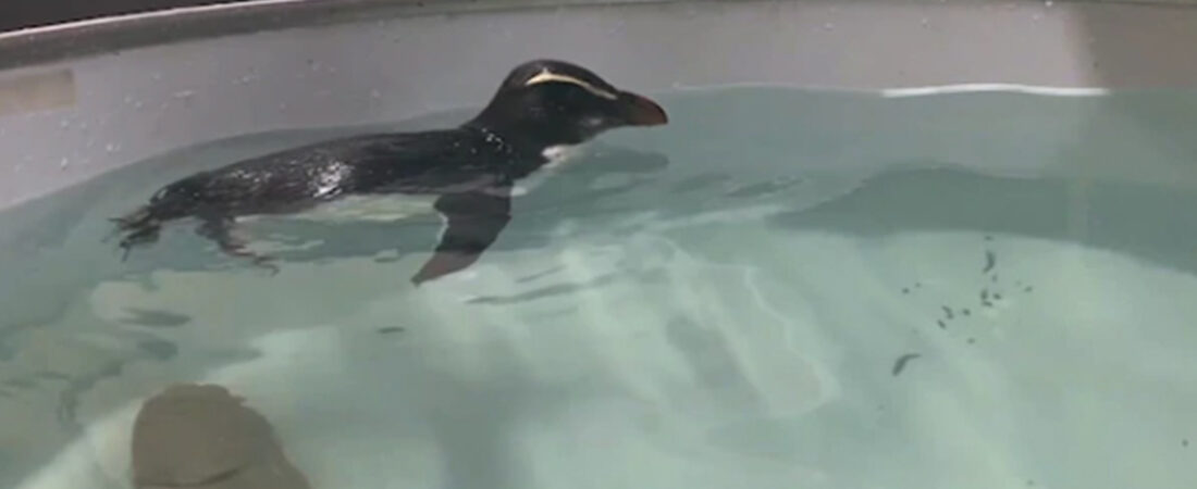 Kaybolan penguen Yeni Zelanda’dan Avustralya’ya 2500 km yüzdü