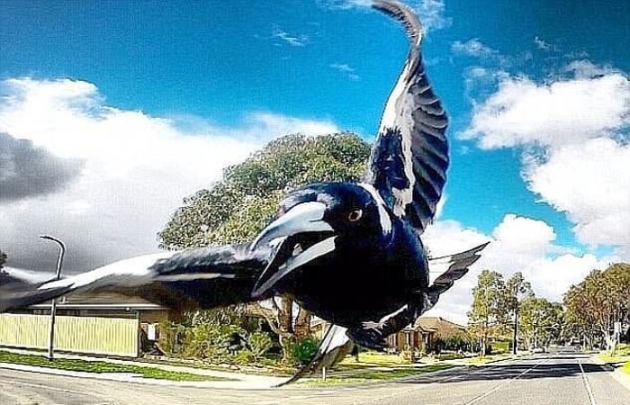 Sydney’de saksağanın saldırısının sebep olduğu vatandaş, dengesini kaybederek öldü