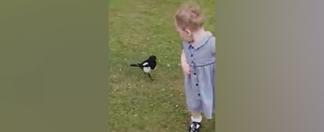 Avustralya’da saldırgan saksağan parktaki çocuğun gözünü oydu