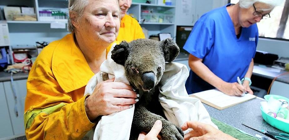 Sydney’in kuzeyine kadar ulaştı: Yangında 3 kişi hayatını kaybederken, 340’dan fazla Koala telef oldu