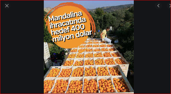 Rusya tek seferde 250 ton mandalinayı geri gönderdi