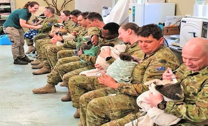 Askerlerden Koala şefkati: Ellerinde şırıngalarla besliyorlar