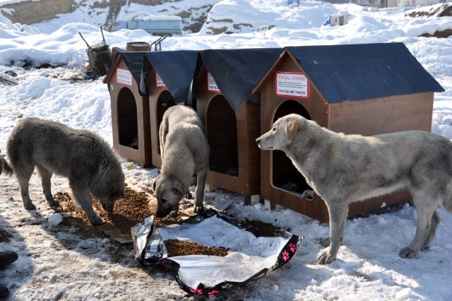 Avustralyalı Filiz Kaya’dan Yüksekova’ya köpek barınağı