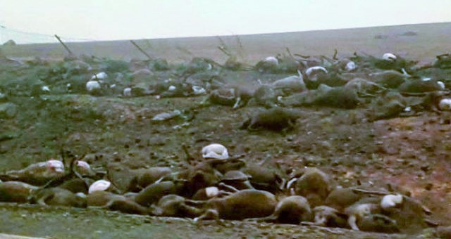Yangınlar sebebiyle binlerce kanguru ve koala telef oldu