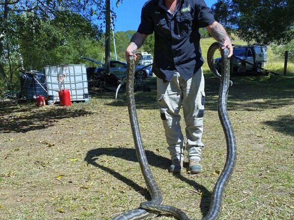 Queensland’de,  iki piton yılanı mutfak tavanını çökertti