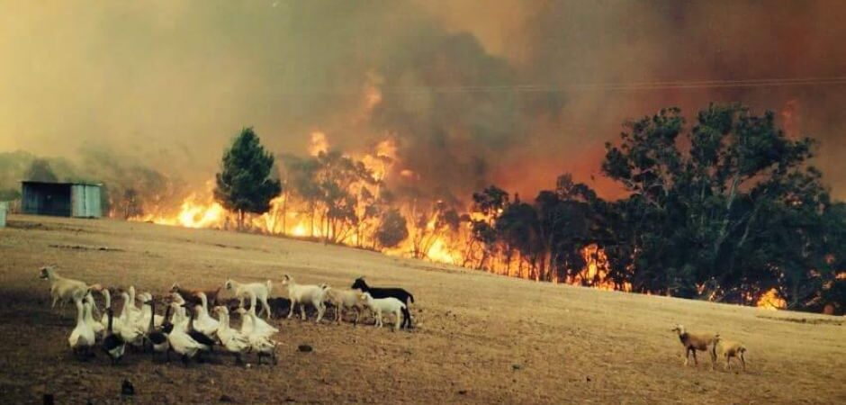Queensland’ın Fraser Adası’ndaki yangın, yerleşim yerlerini tehdit ediyor