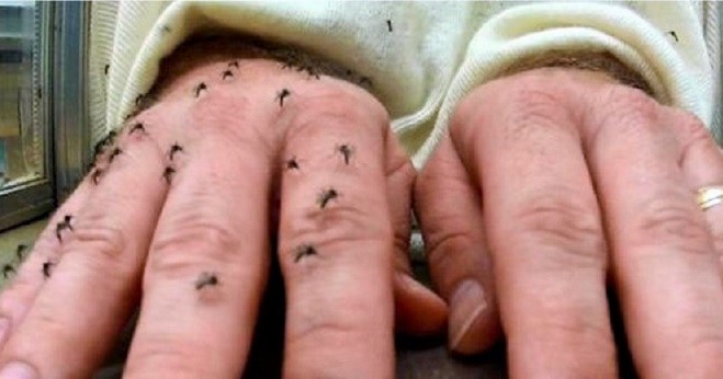 Uzmanlar uyardı: Avustralya’da şimdi de sivrisinekten yayılan ölümcül virüs vakıası