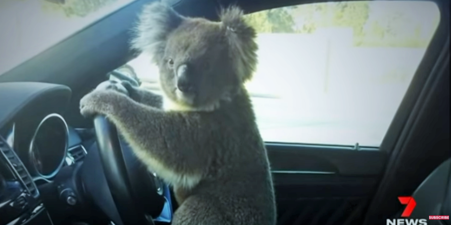 Koala önce zincirleme kazaya neden oldu sonra direksiyona geçti