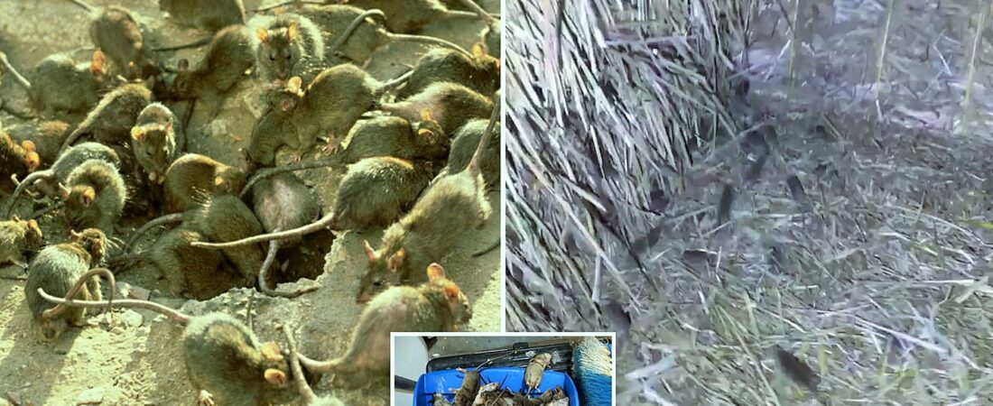 Şiddetli sel baskını olumsuz etkiledi: NSW ve Queensland Eyaletlerini milyonlarca fare bastı