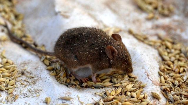 Dükkanlarda kapanlar tükendi:Avustralya’da farelerin istilasına karşı mücadele için çare aranıyor